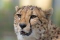 Cheetah closeup Royalty Free Stock Photo
