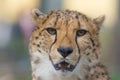 Cheetah closeup Royalty Free Stock Photo