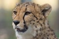 Cheetah closeup Royalty Free Stock Photo