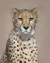 Cheetah closeup portrait against brown background Royalty Free Stock Photo