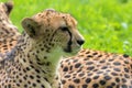 Cheetah Closeup Portrait Royalty Free Stock Photo