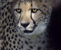 Cheetah Closeup Royalty Free Stock Photo