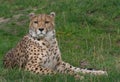 Cheetah closeup Royalty Free Stock Photo