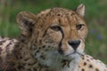 Cheetah closeup Royalty Free Stock Photo