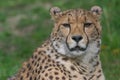 Cheetah closeup Royalty Free Stock Photo