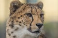 Cheetah closeup Royalty Free Stock Photo