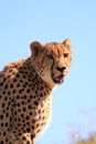 Cheetah copy space Royalty Free Stock Photo