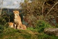 A Cheetah Couple Royalty Free Stock Photo
