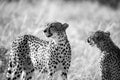 A cheetah couple sits in the grass and looks into the distance Royalty Free Stock Photo