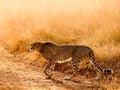 Cheetah crosses a dirt road in golden light at Kruger national park Royalty Free Stock Photo