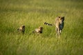 Cheetah crosses savannah in sun with cubs Royalty Free Stock Photo