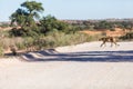 A cheetah crossing a dirt road Royalty Free Stock Photo