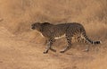 Cheetah crossing the dirt road in the Kruger National Park Royalty Free Stock Photo