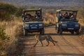 Cheetah crossing the road with groups of tourists enjoying the wildlife and animals from the jeeps Royalty Free Stock Photo