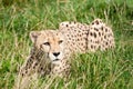 Cheetah Crouching Amongst Long Grass Royalty Free Stock Photo