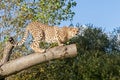 Cheetah Crouching on a Tree Branch