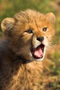 Cheetah Cub Royalty Free Stock Photo