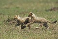 Cheetah Cub Royalty Free Stock Photo