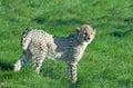 Cheetah cub