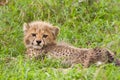 Cheetah cub