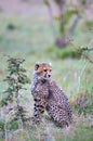 Cheetah cub Acininyx jubatus in his natural environment Royalty Free Stock Photo