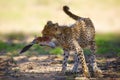 The cheetah cub Acinonyx jubatus, also known as the hunting leopard. Young cheetah with the head of the antelope in the jaws. Royalty Free Stock Photo