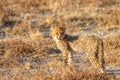 Cheetah cub ( Acinonyx Jubatus) in the golden light of dusk, Onguma Game Reserve, Namibia. Royalty Free Stock Photo