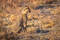 Cheetah cub ( Acinonyx Jubatus) sittting in the golden light at dusk, Onguma Game Reserve, Namibia. Royalty Free Stock Photo