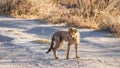 Cheetah cub ( Acinonyx Jubatus) yawning in spectacular light, Onguma Game Reserve, Namibia. Royalty Free Stock Photo