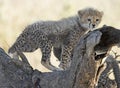 Cheetah cub.