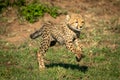 Cheetah cub bounds over grass in sunshine