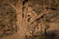 Cheetah cub climbing thorn tree at dawn Royalty Free Stock Photo