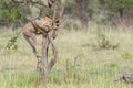 Cheetah Cub Climbing Tree, Masai Mara, Kenya