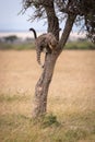 Cheetah cub climbing tree trunk looks down