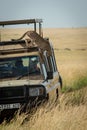 Cheetah cub climbs down off truck roof