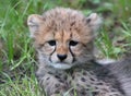 Cheetah cub 02 Royalty Free Stock Photo