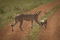 Cheetah and cub cross track in sunshine Royalty Free Stock Photo