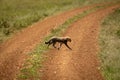 Cheetah cub crosses dirt track in grassland Royalty Free Stock Photo