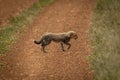 Cheetah cub crosses dirt track in savannah Royalty Free Stock Photo