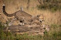 Cheetah cub crouching on log in grass Royalty Free Stock Photo
