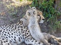 Cheetah cub cuddles with her mother Royalty Free Stock Photo