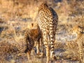 Cheetah cub cuddles with her mother ( Acinonyx Jubatus) in the golden light of dusk, Onguma Game Reserve, Namibia. Royalty Free Stock Photo