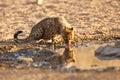 Cheetah cub drinking Royalty Free Stock Photo