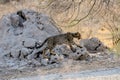 Cheetah cub finally decides to follow mum Royalty Free Stock Photo