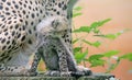 Cheetah cub in front of his mother