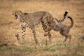 Cheetah cub grabs leg of yelping mother Royalty Free Stock Photo