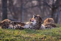 cheetah cub with its mouth open yawning Royalty Free Stock Photo