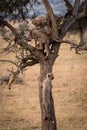 Cheetah cub joins two others in tree