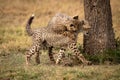 Cheetah cub jumps on another by tree