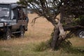 Cheetah cub jumps down tree by trucks